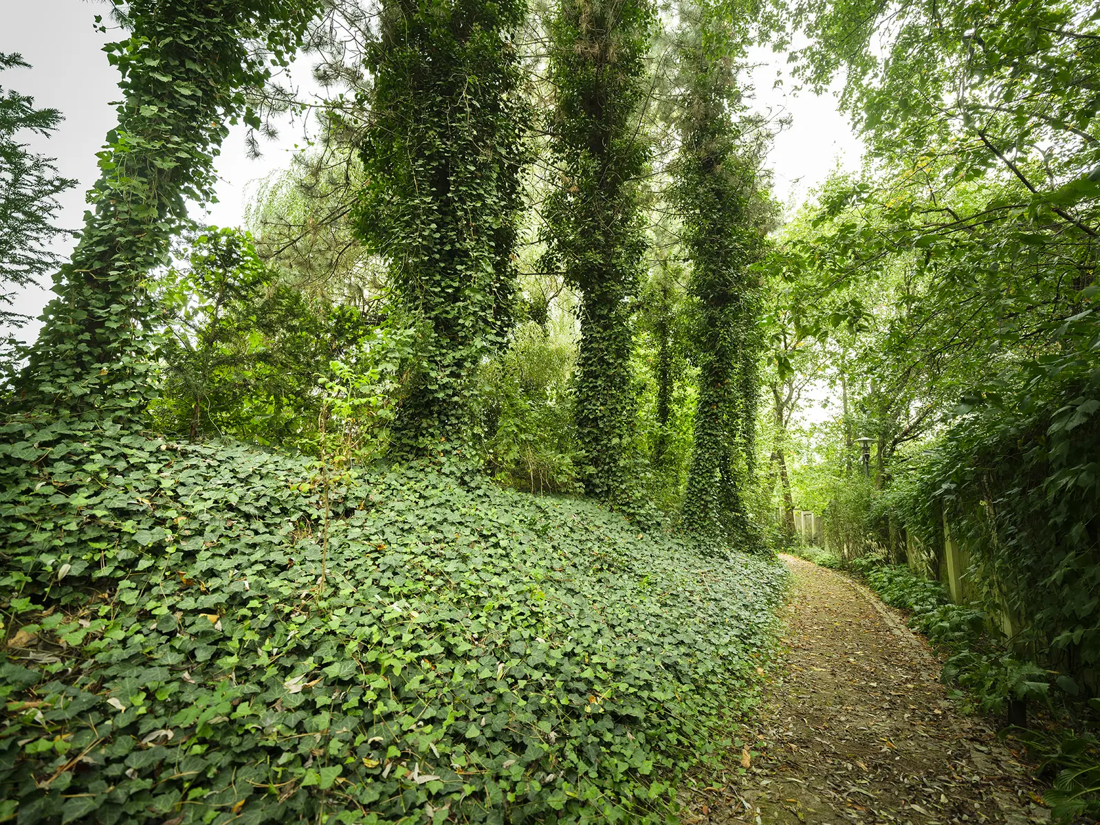 Walking path among greenery